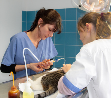Katzen-OP-Versicherung – Tier-OP-Versicherung